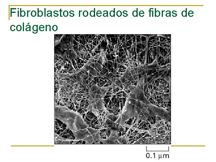 Fibroblastos rodeados de fibras de colágeno 