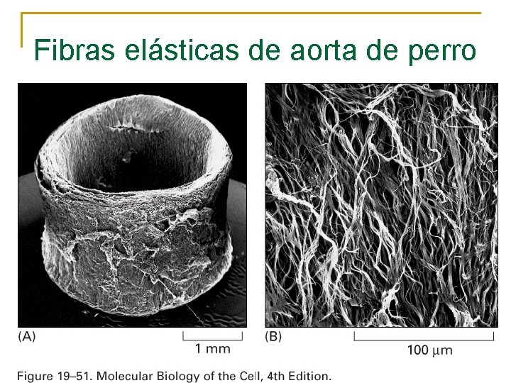 Fibras elásticas de aorta de perro 