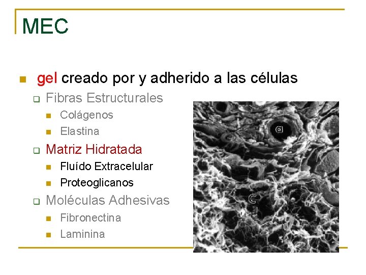 MEC n gel creado por y adherido a las células q Fibras Estructurales n