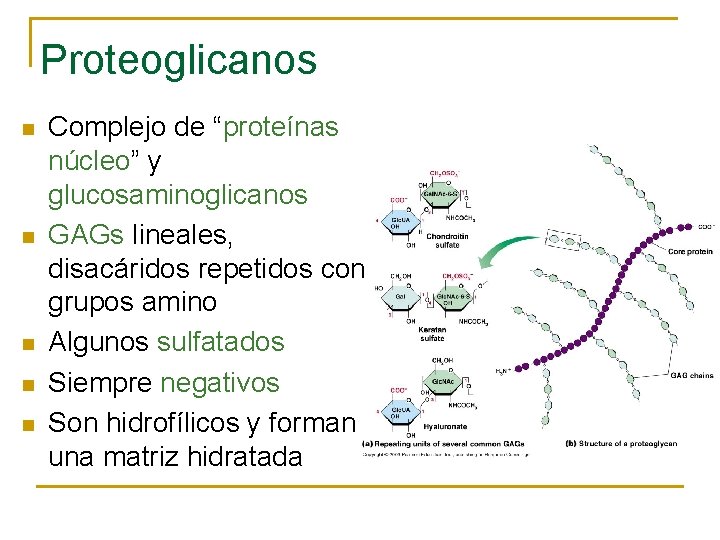 Proteoglicanos n n n Complejo de “proteínas núcleo” y glucosaminoglicanos GAGs lineales, disacáridos repetidos