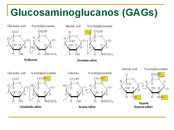 Glucosaminoglucanos (GAGs) 