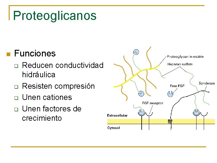 Proteoglicanos n Funciones q q Reducen conductividad hidráulica Resisten compresión Unen cationes Unen factores
