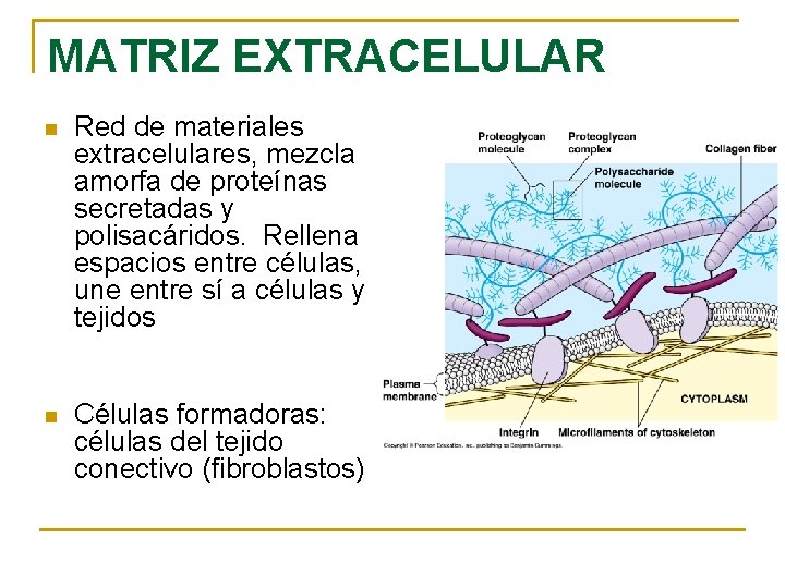 MATRIZ EXTRACELULAR n Red de materiales extracelulares, mezcla amorfa de proteínas secretadas y polisacáridos.