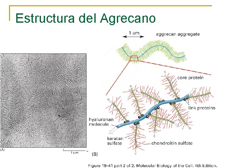 Estructura del Agrecano 