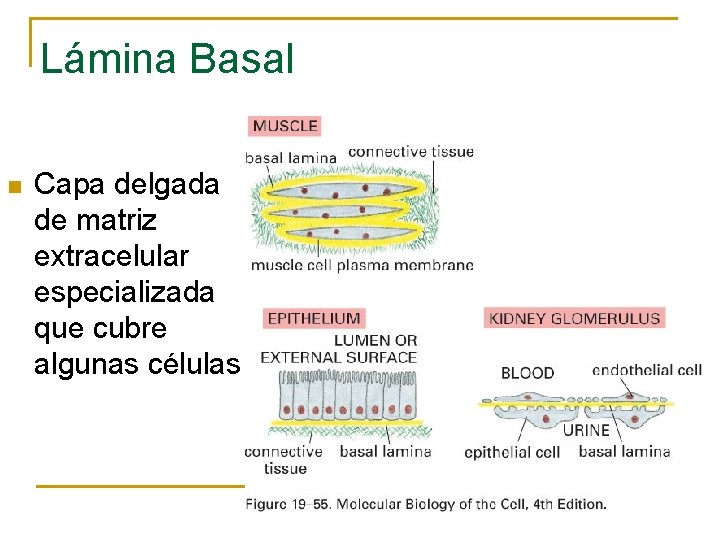 Lámina Basal n Capa delgada de matriz extracelular especializada que cubre algunas células 