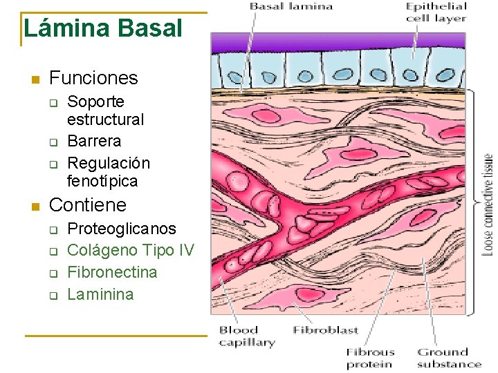 Lámina Basal n Funciones q q q n Soporte estructural Barrera Regulación fenotípica Contiene