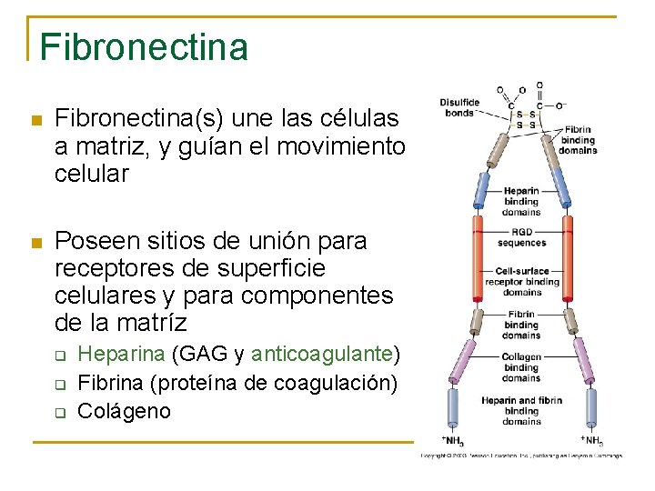 Fibronectina n Fibronectina(s) une las células a matriz, y guían el movimiento celular n