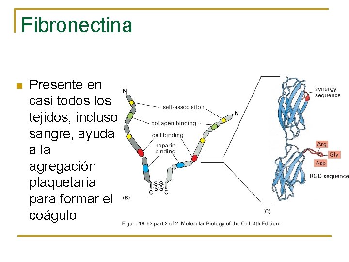 Fibronectina n Presente en casi todos los tejidos, incluso sangre, ayuda a la agregación