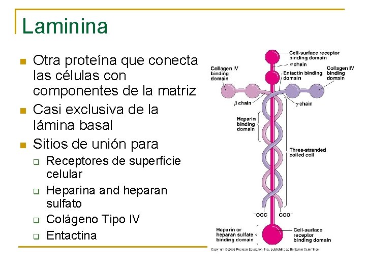 Laminina n n n Otra proteína que conecta las células con componentes de la