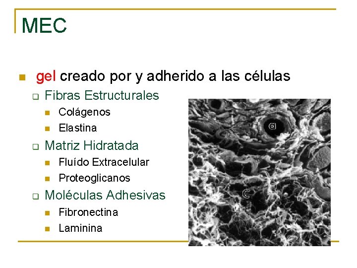 MEC n gel creado por y adherido a las células q Fibras Estructurales n