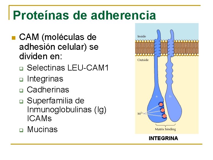 Proteínas de adherencia n CAM (moléculas de adhesión celular) se dividen en: q q