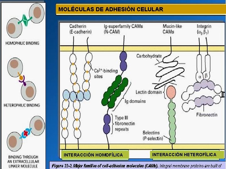 MOLÉCULAS DE ADHESIÓN CELULAR INTERACCIÓN HOMOFÍLICA INTERACCIÓN HETEROFÍLICA 