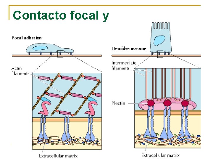 Contacto focal y hemidesmosoma 