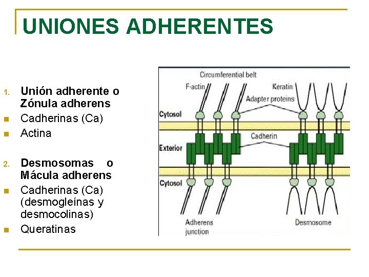 UNIONES ADHERENTES 1. n n 2. n n Unión adherente o Zónula adherens Cadherinas