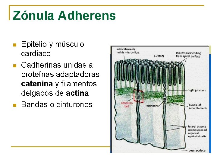 Zónula Adherens n n n Epitelio y músculo cardiaco Cadherinas unidas a proteínas adaptadoras
