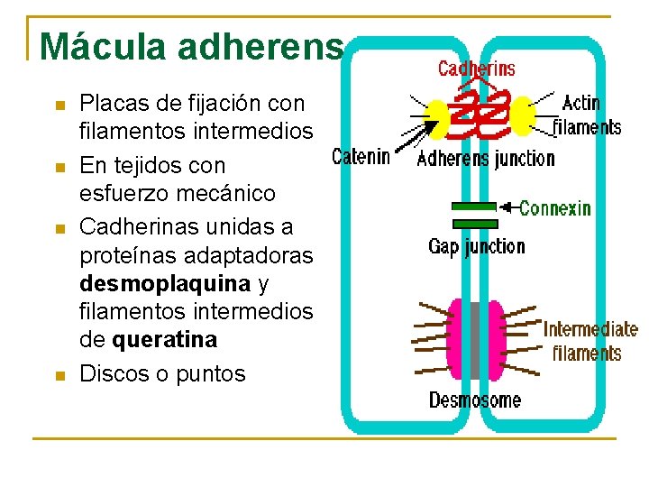 Mácula adherens n n Placas de fijación con filamentos intermedios En tejidos con esfuerzo