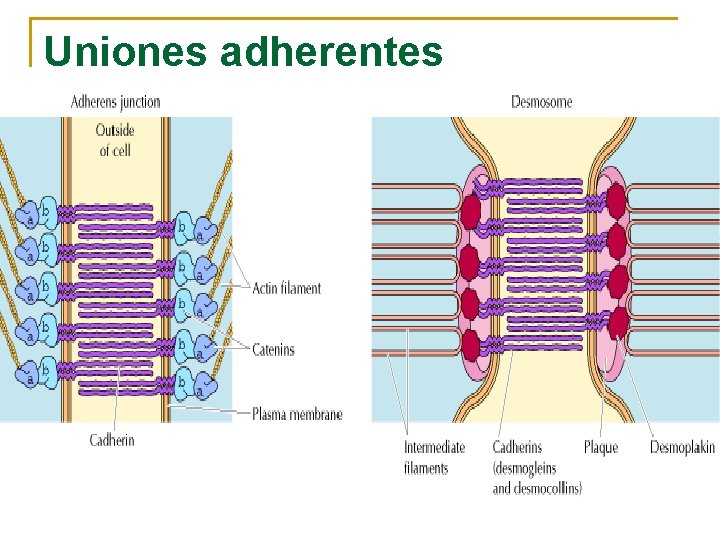 Uniones adherentes 