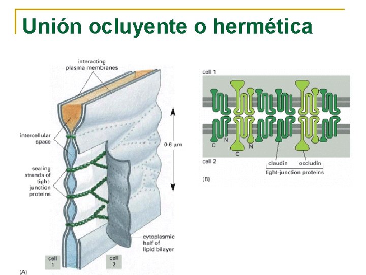 Unión ocluyente o hermética 