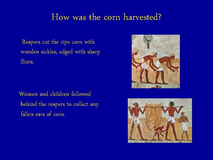 How was the corn harvested? Reapers cut the ripe corn with wooden sickles, edged