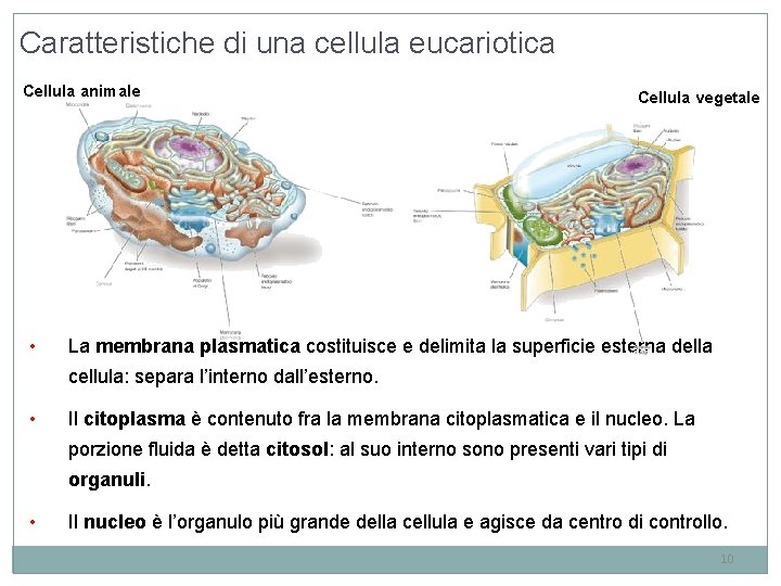 Caratteristiche di una cellula eucariotica Cellula animale • Cellula vegetale La membrana plasmatica costituisce Caratteristiche di una cellula eucariotica Cellula animale • Cellula vegetale La membrana plasmatica costituisce