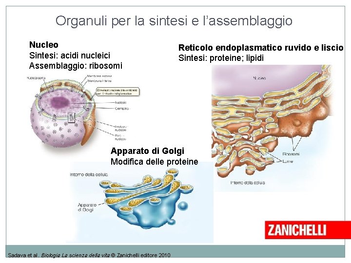 Organuli per la sintesi e l’assemblaggio Nucleo Sintesi: acidi nucleici Assemblaggio: ribosomi Reticolo endoplasmatico Organuli per la sintesi e l’assemblaggio Nucleo Sintesi: acidi nucleici Assemblaggio: ribosomi Reticolo endoplasmatico