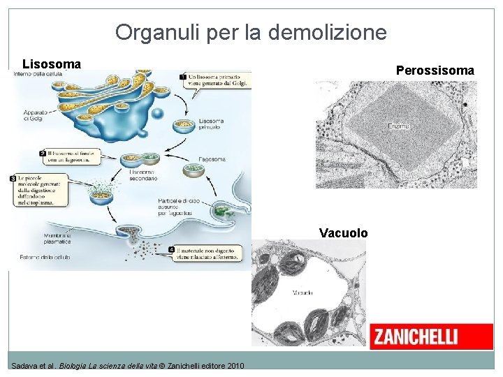 Organuli per la demolizione Lisosoma Perossisoma Vacuolo Sadava et al. Biologia La scienza della Organuli per la demolizione Lisosoma Perossisoma Vacuolo Sadava et al. Biologia La scienza della