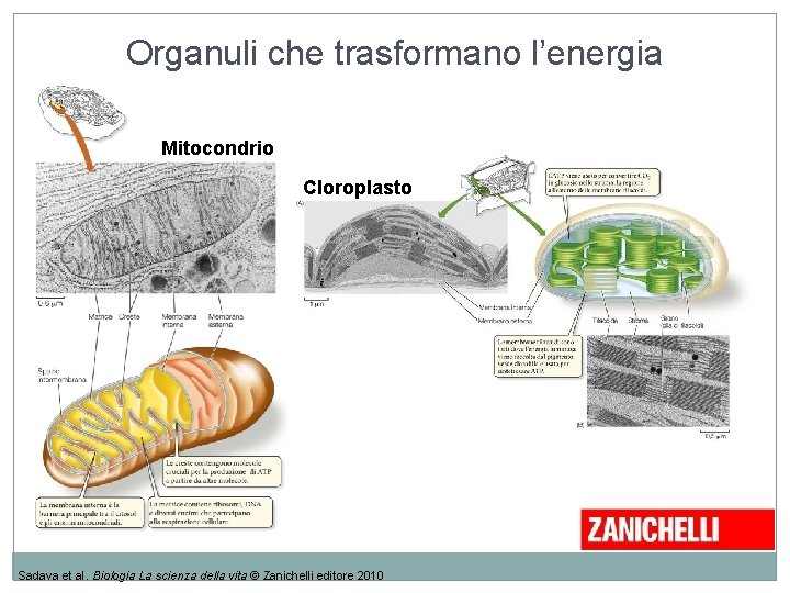 Organuli che trasformano l’energia Mitocondrio Cloroplasto Sadava et al. Biologia La scienza della vita Organuli che trasformano l’energia Mitocondrio Cloroplasto Sadava et al. Biologia La scienza della vita