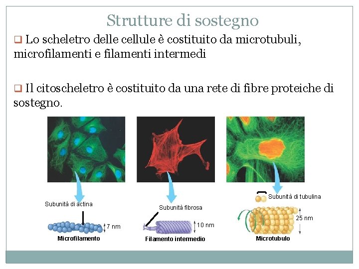 Strutture di sostegno q Lo scheletro delle cellule è costituito da microtubuli, microfilamenti e Strutture di sostegno q Lo scheletro delle cellule è costituito da microtubuli, microfilamenti e