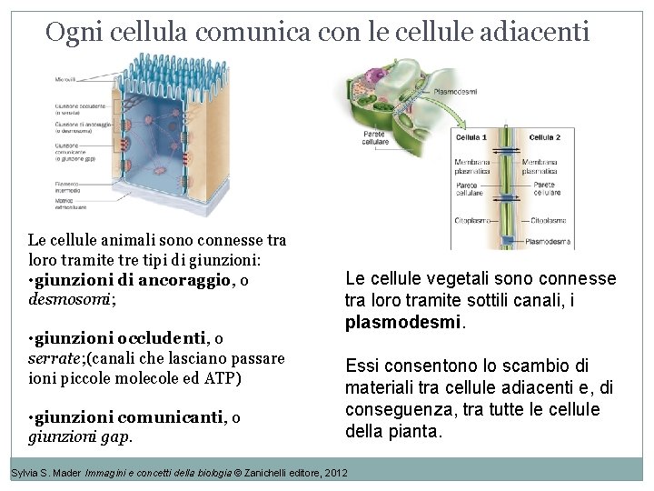 Ogni cellula comunica con le cellule adiacenti Le cellule animali sono connesse tra loro Ogni cellula comunica con le cellule adiacenti Le cellule animali sono connesse tra loro