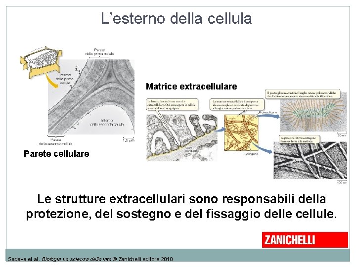 L’esterno della cellula Matrice extracellulare Parete cellulare Le strutture extracellulari sono responsabili della protezione, L’esterno della cellula Matrice extracellulare Parete cellulare Le strutture extracellulari sono responsabili della protezione,