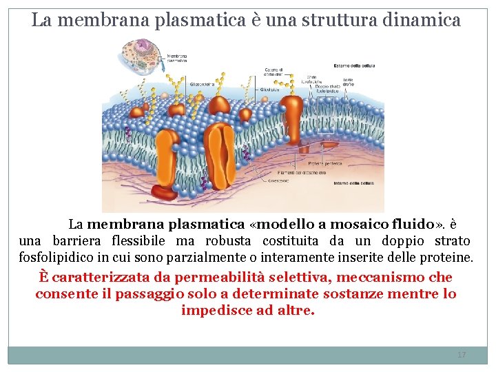 La membrana plasmatica è una struttura dinamica La membrana plasmatica «modello a mosaico fluido» La membrana plasmatica è una struttura dinamica La membrana plasmatica «modello a mosaico fluido»