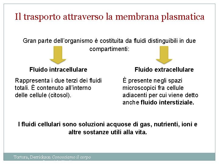 Il trasporto attraverso la membrana plasmatica Gran parte dell’organismo è costituita da fluidi distinguibili Il trasporto attraverso la membrana plasmatica Gran parte dell’organismo è costituita da fluidi distinguibili