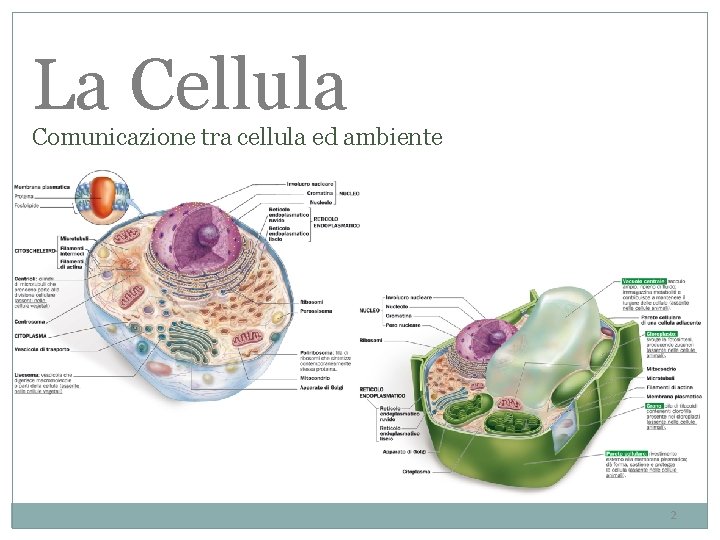 La Cellula Comunicazione tra cellula ed ambiente 2 La Cellula Comunicazione tra cellula ed ambiente 2