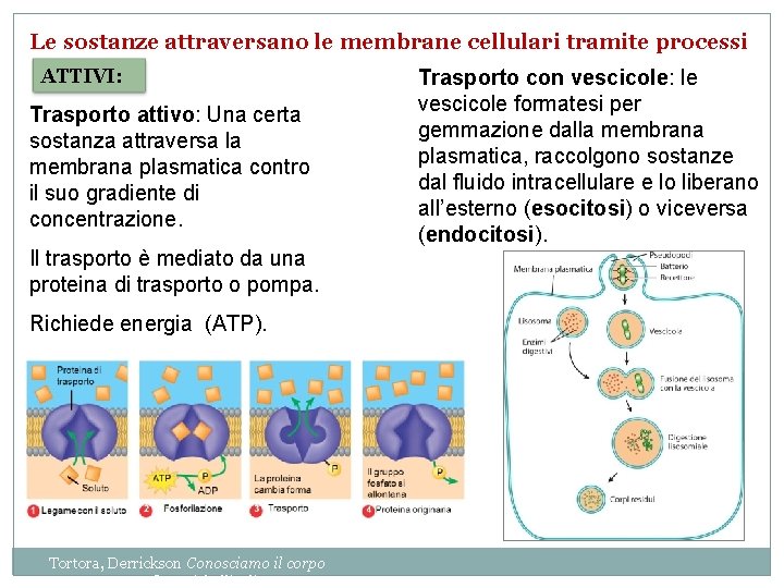 Le sostanze attraversano le membrane cellulari tramite processi ATTIVI: Trasporto attivo: Una certa sostanza Le sostanze attraversano le membrane cellulari tramite processi ATTIVI: Trasporto attivo: Una certa sostanza