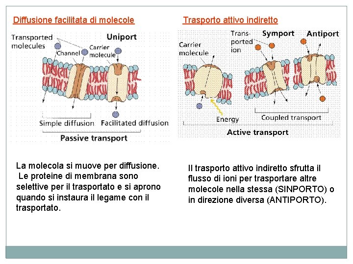 Diffusione facilitata di molecole La molecola si muove per diffusione. Le proteine di membrana Diffusione facilitata di molecole La molecola si muove per diffusione. Le proteine di membrana
