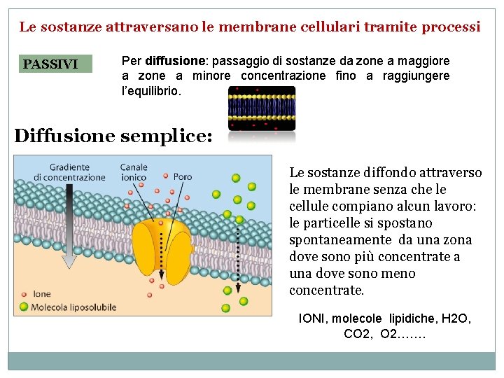 Le sostanze attraversano le membrane cellulari tramite processi PASSIVI Per diffusione: passaggio di sostanze Le sostanze attraversano le membrane cellulari tramite processi PASSIVI Per diffusione: passaggio di sostanze