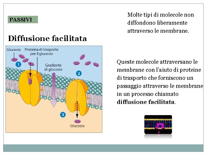 PASSIVI Molte tipi di molecole non diffondono liberamente attraverso le membrane. Diffusione facilitata Queste PASSIVI Molte tipi di molecole non diffondono liberamente attraverso le membrane. Diffusione facilitata Queste