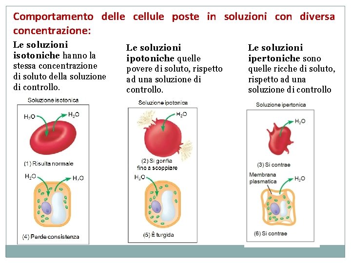 Comportamento delle cellule poste in soluzioni con diversa concentrazione: Le soluzioni isotoniche hanno la Comportamento delle cellule poste in soluzioni con diversa concentrazione: Le soluzioni isotoniche hanno la