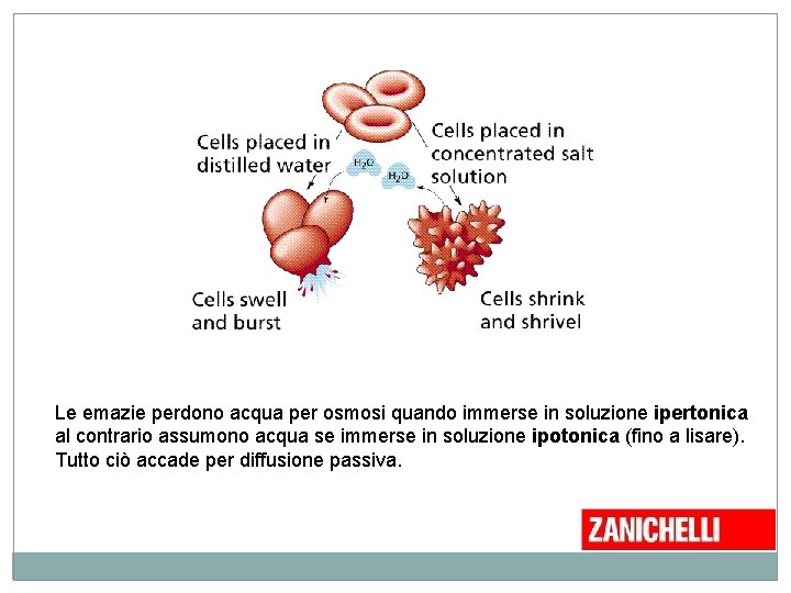 Le emazie perdono acqua per osmosi quando immerse in soluzione ipertonica al contrario assumono Le emazie perdono acqua per osmosi quando immerse in soluzione ipertonica al contrario assumono