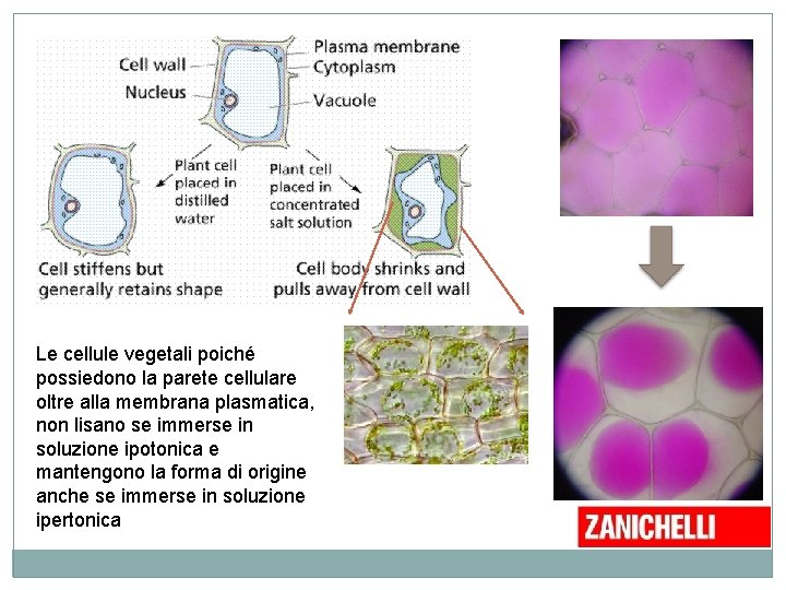 Le cellule vegetali poiché possiedono la parete cellulare oltre alla membrana plasmatica, non lisano Le cellule vegetali poiché possiedono la parete cellulare oltre alla membrana plasmatica, non lisano