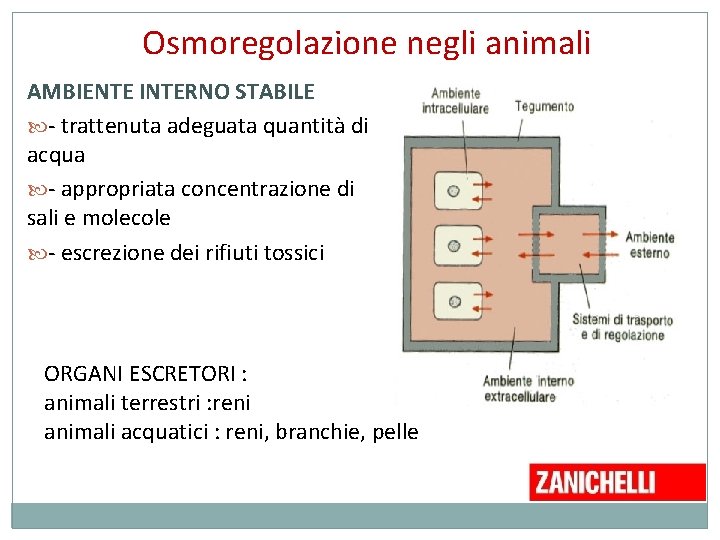 Osmoregolazione negli animali AMBIENTE INTERNO STABILE - trattenuta adeguata quantità di acqua - appropriata Osmoregolazione negli animali AMBIENTE INTERNO STABILE - trattenuta adeguata quantità di acqua - appropriata