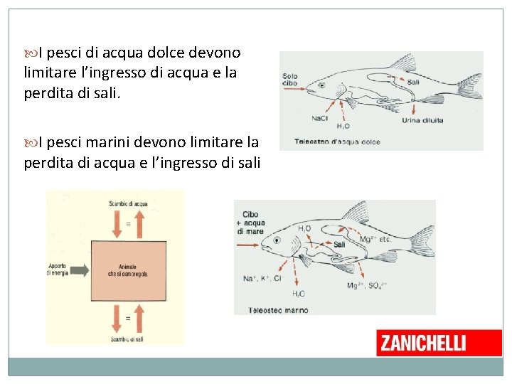 I pesci di acqua dolce devono limitare l’ingresso di acqua e la perdita I pesci di acqua dolce devono limitare l’ingresso di acqua e la perdita