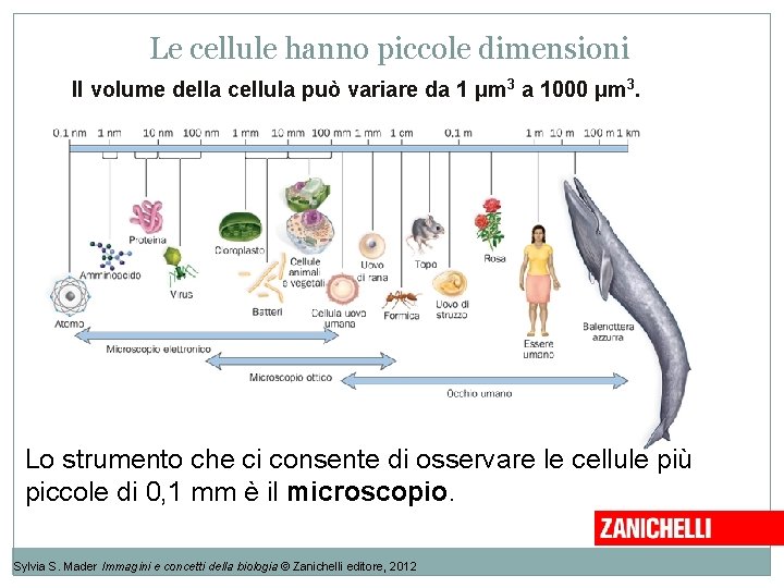 Le cellule hanno piccole dimensioni Il volume della cellula può variare da 1 μm Le cellule hanno piccole dimensioni Il volume della cellula può variare da 1 μm
