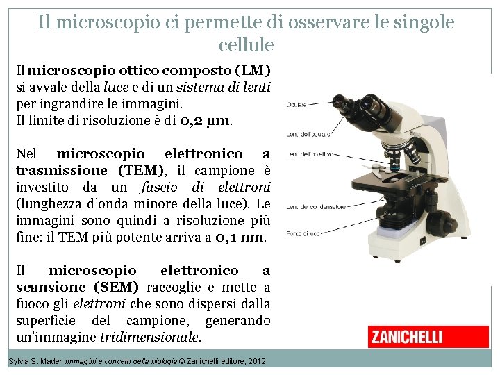 Il microscopio ci permette di osservare le singole cellule Il microscopio ottico composto (LM) Il microscopio ci permette di osservare le singole cellule Il microscopio ottico composto (LM)