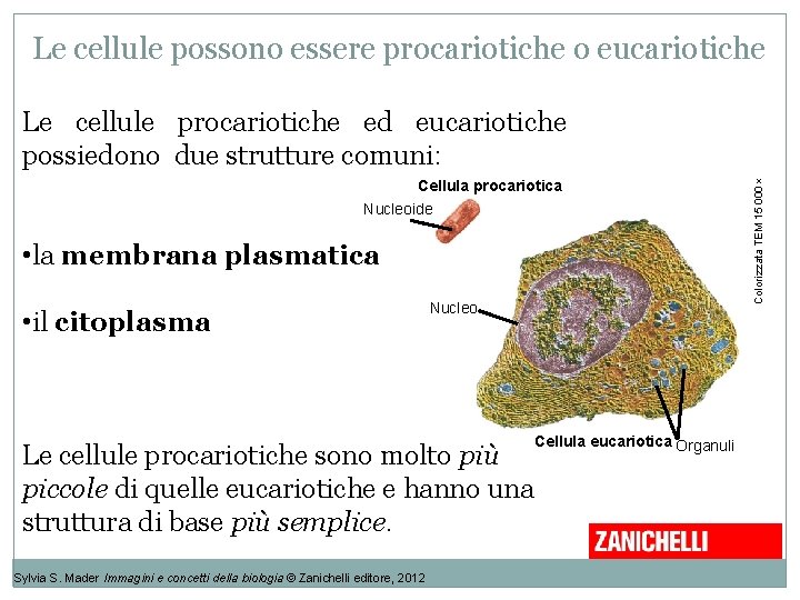 Le cellule possono essere procariotiche o eucariotiche Cellula procariotica Nucleoide • la membrana plasmatica Le cellule possono essere procariotiche o eucariotiche Cellula procariotica Nucleoide • la membrana plasmatica