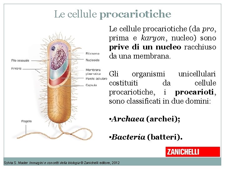 Le cellule procariotiche (da pro, prima e karyon, nucleo) sono prive di un nucleo Le cellule procariotiche (da pro, prima e karyon, nucleo) sono prive di un nucleo