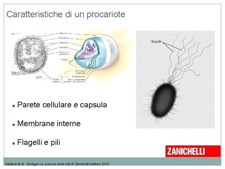 Caratteristiche di un procariote Parete cellulare e capsula Membrane interne Flagelli e pili Sadava Caratteristiche di un procariote Parete cellulare e capsula Membrane interne Flagelli e pili Sadava
