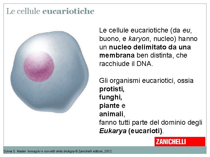 Le cellule eucariotiche (da eu, buono, e karyon, nucleo) hanno un nucleo delimitato da Le cellule eucariotiche (da eu, buono, e karyon, nucleo) hanno un nucleo delimitato da