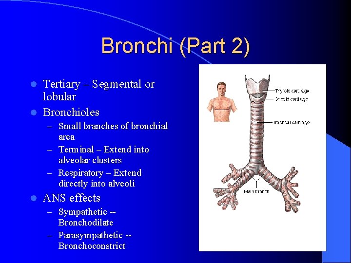 Bronchi (Part 2) Tertiary – Segmental or lobular l Bronchioles l – Small branches