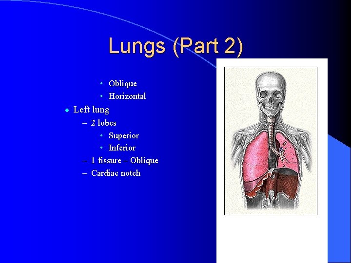 Lungs (Part 2) • Oblique • Horizontal l Left lung – 2 lobes •